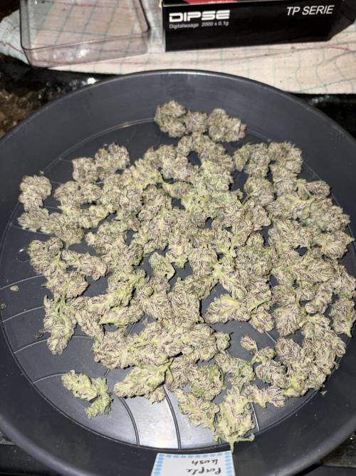 Purple Kush. Week 15