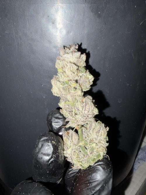 Purple Kush. Week 15