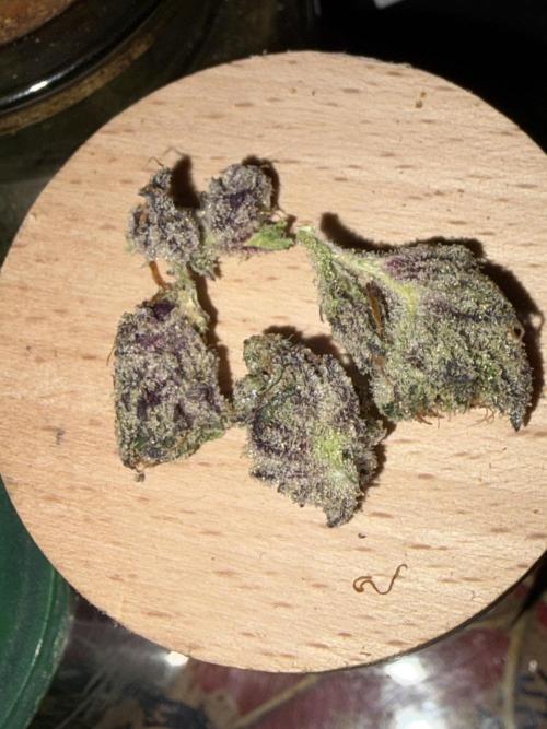 Purple Kush. Week 15