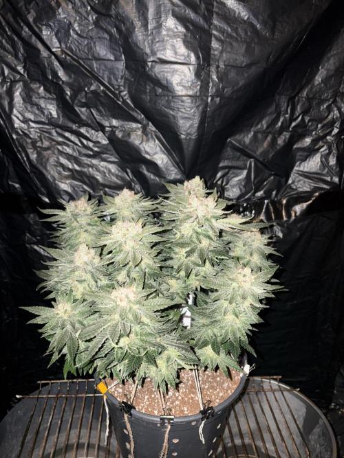 Grizzly Glue. Week 15