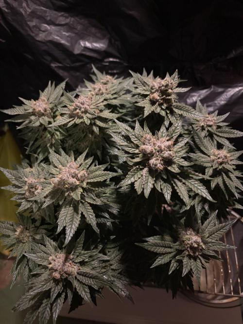 Grizzly Glue. Week 15