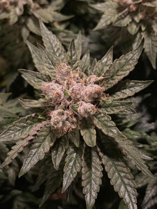Grizzly Glue. Week 15
