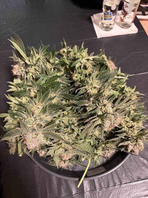 Grizzly Glue. Week 15
