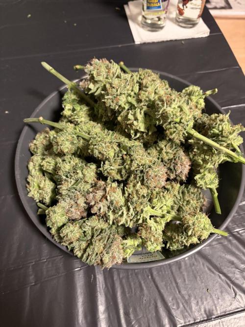Grizzly Glue. Week 15