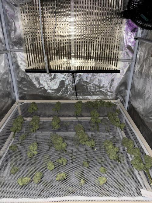 Grizzly Glue. Week 15