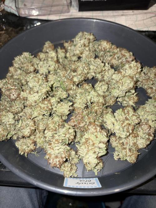 Grizzly Glue. Week 15