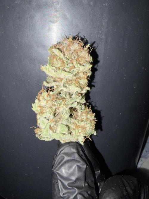 Grizzly Glue. Week 15