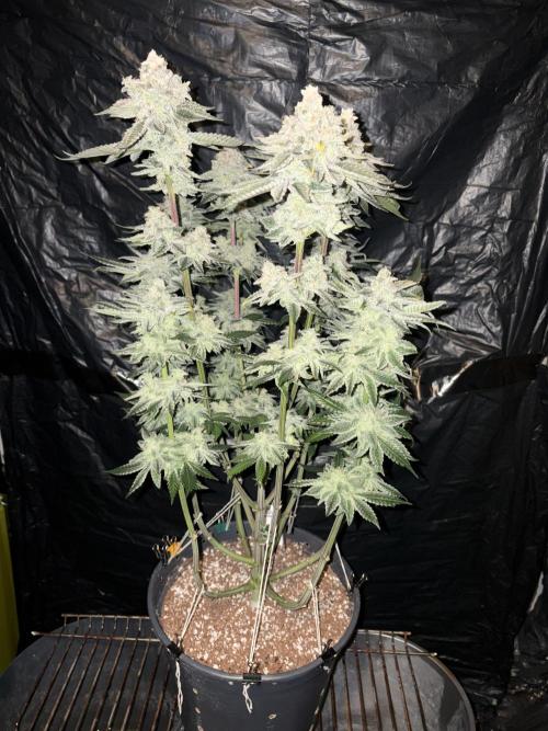 Method Mac. Week 15