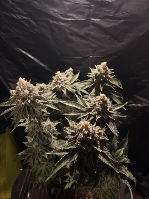 Method Mac. Week 15