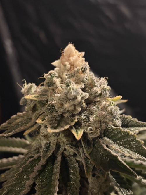 Method Mac. Week 15