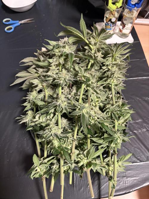 Method Mac. Week 15