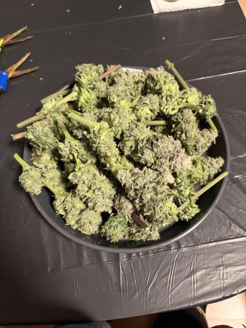 Method Mac. Week 15