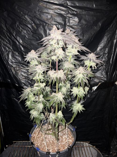 Polar Gelato. Week 15