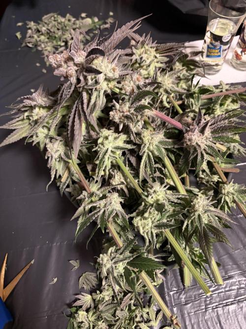 Polar Gelato. Week 15