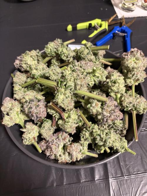 Polar Gelato. Week 15