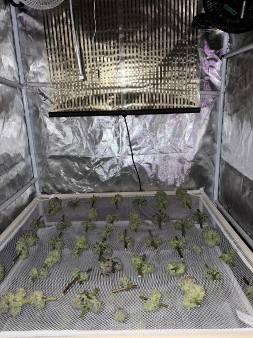 Polar Gelato. Week 15