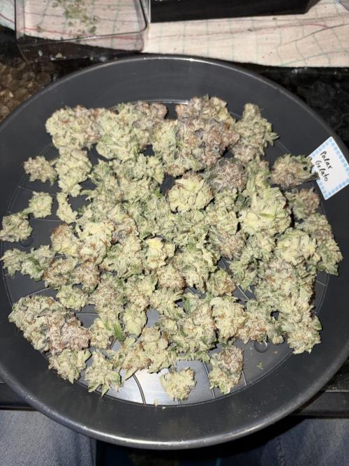 Polar Gelato. Week 15