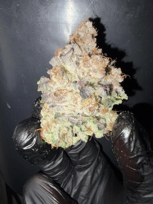 Polar Gelato. Week 15