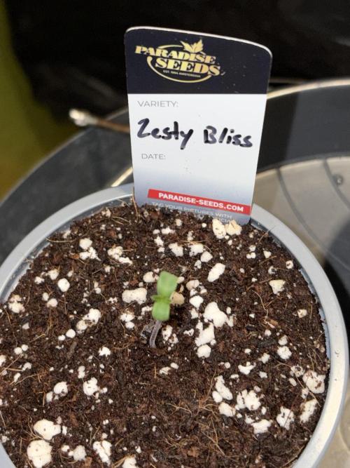 Zesty Bliss. Week 0