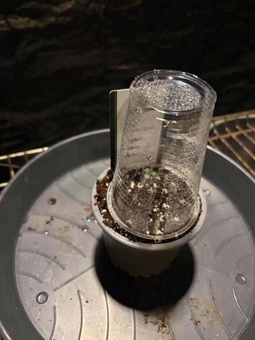 Super Silver Haze. Week 0