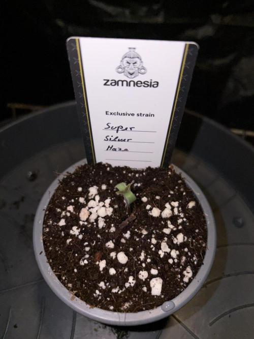 Super Silver Haze. Week 0