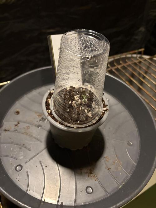 Super Lemon Haze. Week 0