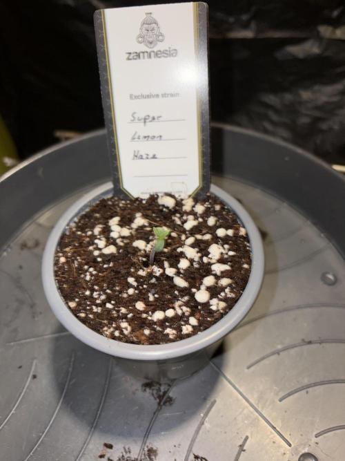 Super Lemon Haze. Week 0