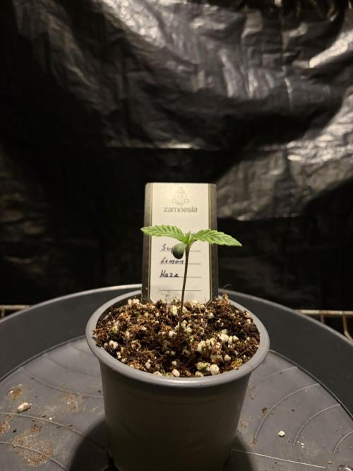 Super Lemon Haze. Week 1