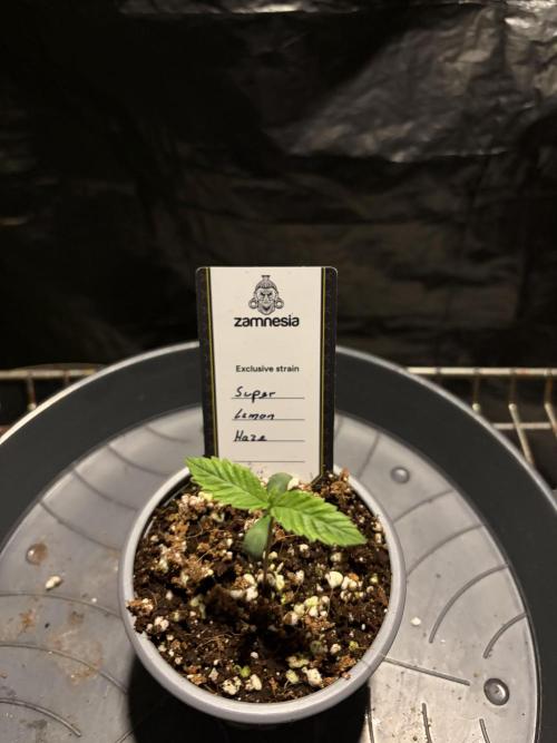 Super Lemon Haze. Week 1
