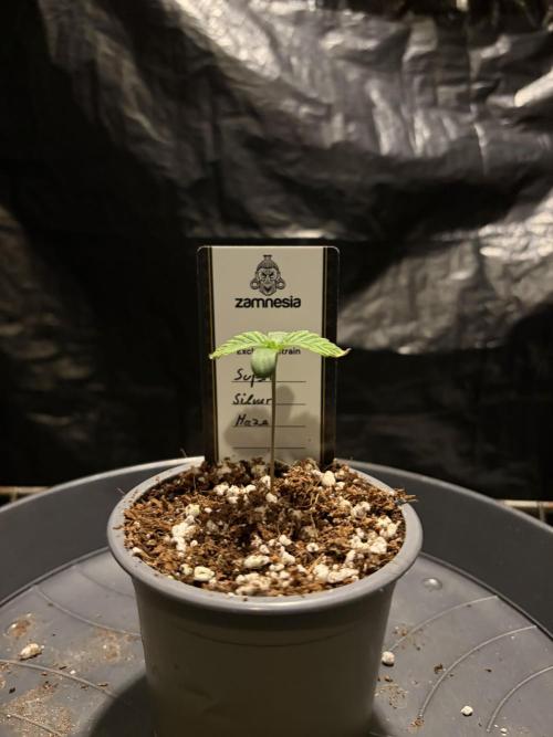 Super Silver Haze. Week 1