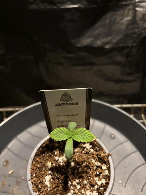 Super Silver Haze. Week 1