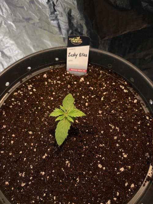 Zesty Bliss. Week 2