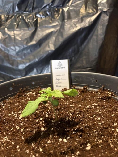 Super Silver Haze. Week 2