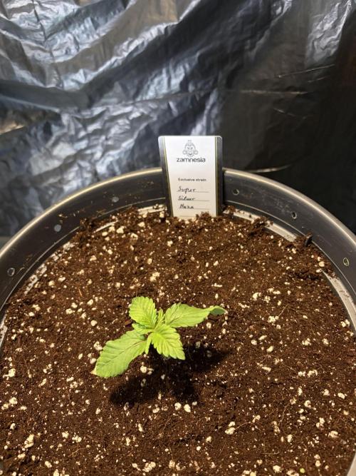 Super Silver Haze. Week 2