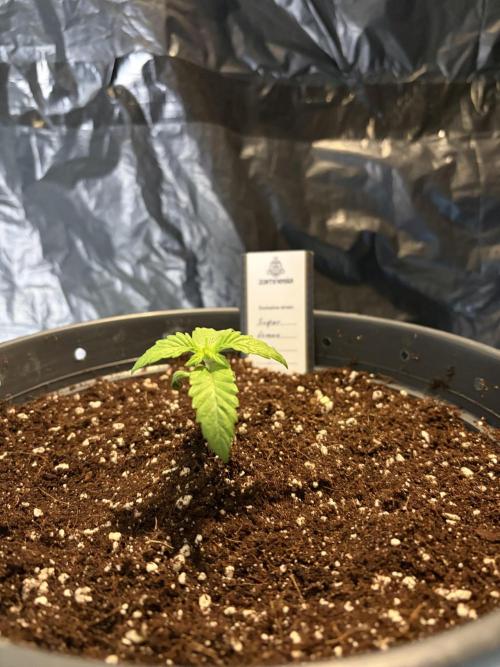 Super Lemon Haze. Week 2