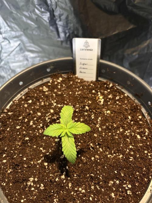 Super Lemon Haze. Week 2
