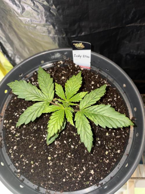 Zesty Bliss. Week 3