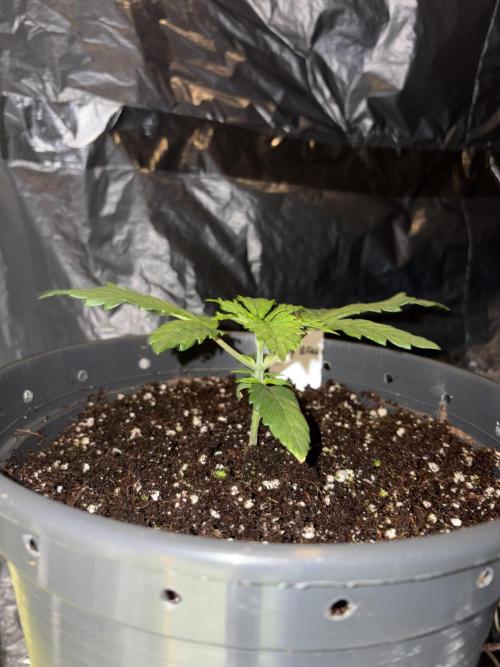 Pure Tent Lite 80x80x180. Week 3
