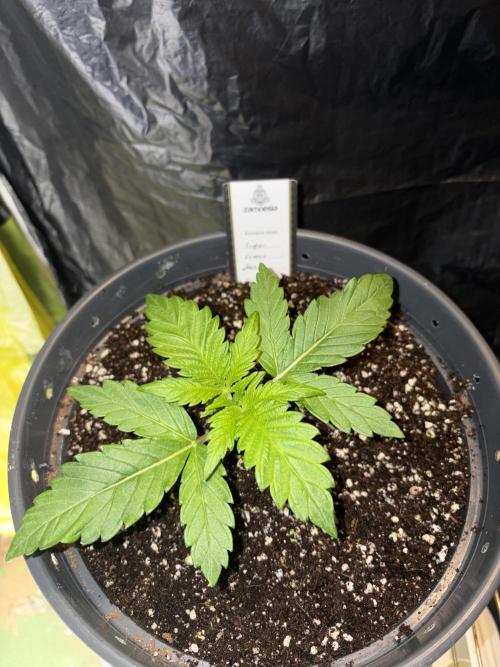 Super Lemon Haze. Week 3