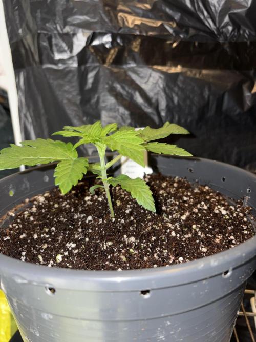 Super Lemon Haze. Week 3