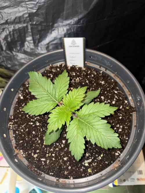 Super Silver Haze. Week 3