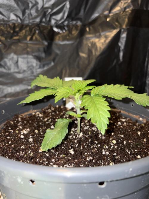 Super Silver Haze . Week 3