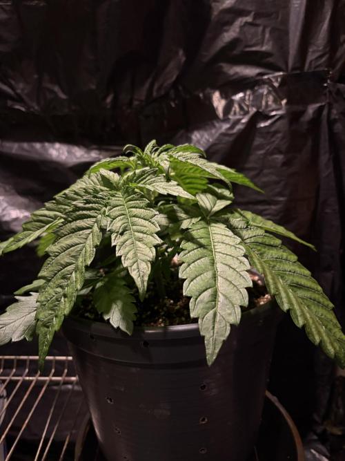 Super Lemon Haze. Week 4
