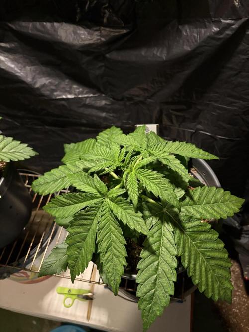 Super Lemon Haze. Week 4