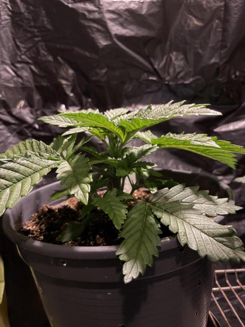 Super Silver Haze. Week 4