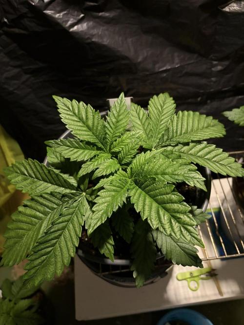 Super Silver Haze . Week 4