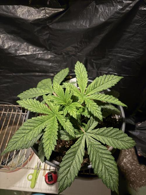 Pure Tent Lite 80x80x180. Week 4