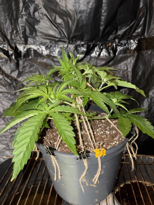 Super Lemon Haze. Week 5