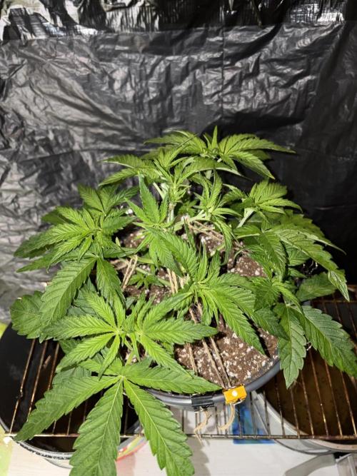 Super Lemon Haze. Week 5