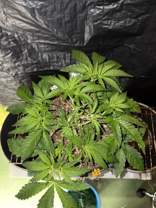 Super Lemon Haze. Week 5